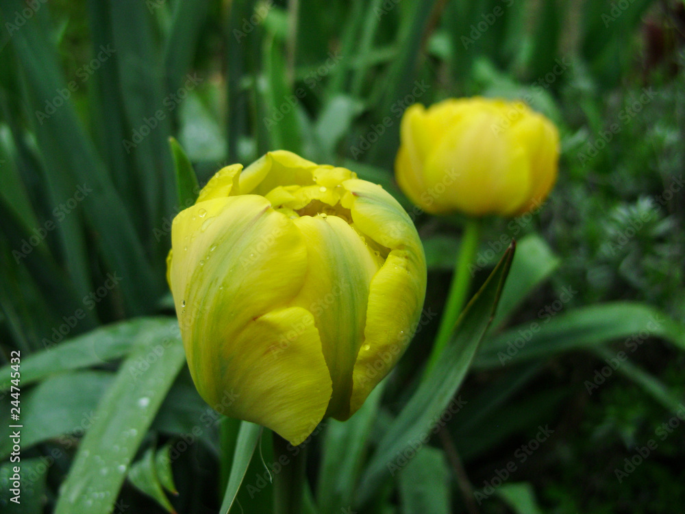 Spring flowers banner of yellow tulip flower. Flower tulips background. Beautiful view of yellow tulips and sunlight. tulips, field of tulips Spring flowers banner of yellow tulip flower. Flower tulips background. Beautiful view of yellow tulips and sunlight. tulips, field of tulips