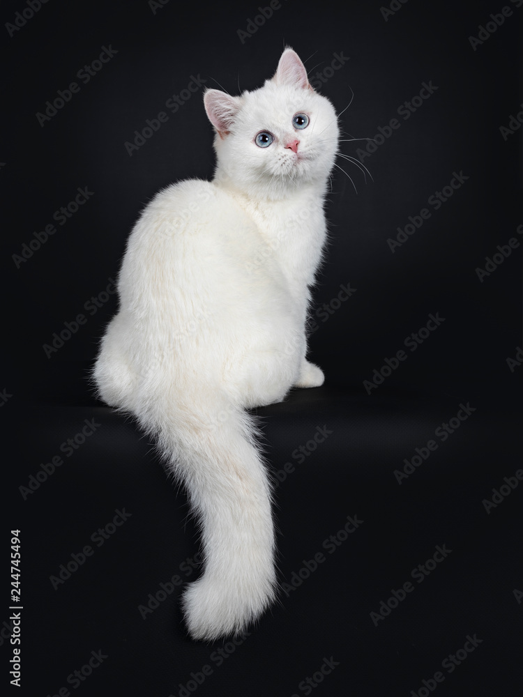 Cute red silver shaded cameo point British Shorthair sitting backwards, looking over shoulder to the camera with blue eyes, Isolated on black background. Tail hanging down from edge.