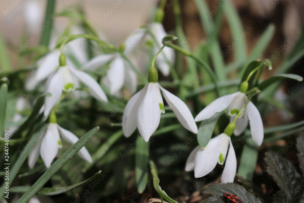 The first spring flowers - snowdrops bloomed in the forest