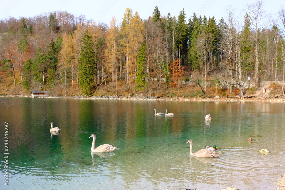 lake in forest