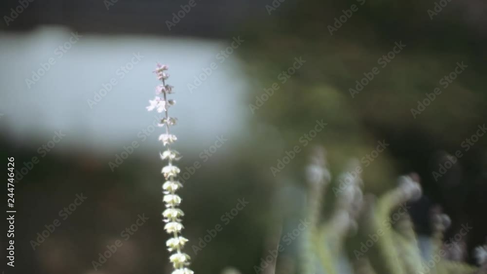 Bee on Wild Plants in Soft Focus Bee on Wild Plants in Soft Focus