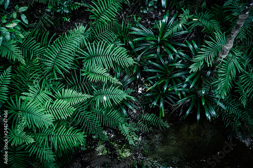 Tropical green leaves, floral pattern background