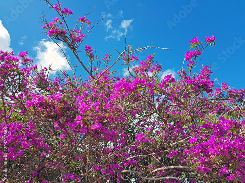 Bougainvilla against a blue sky in Portugal photo