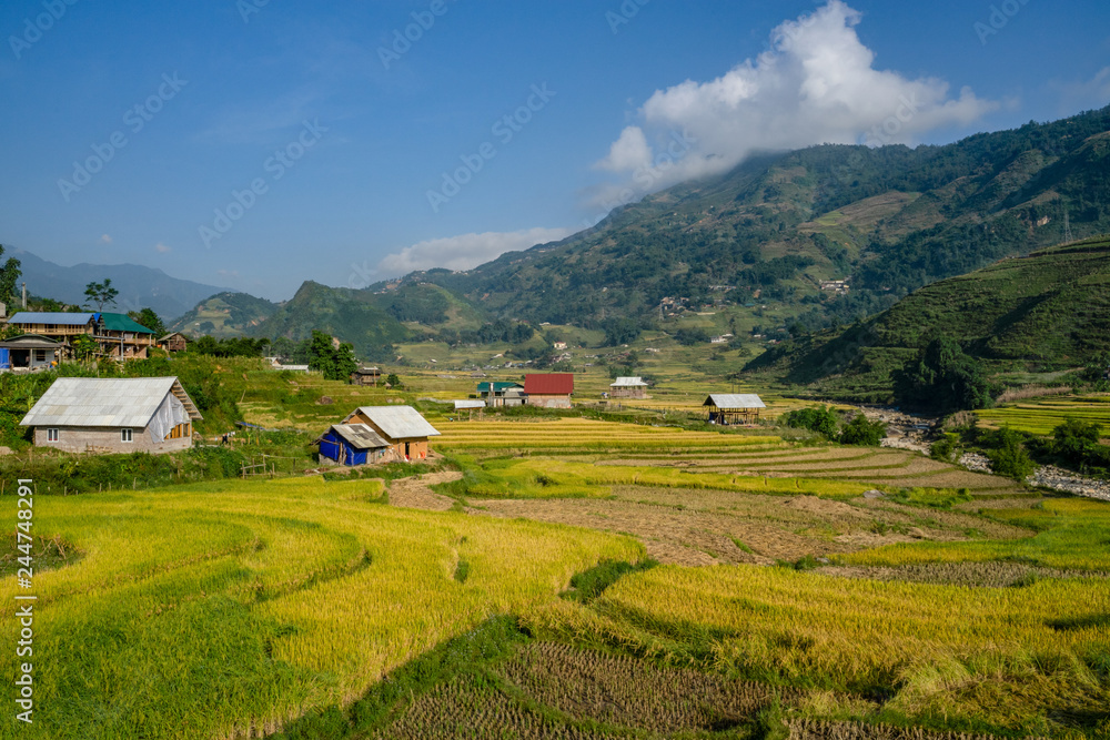 Heart Rice Paddy Beautiful of growing golden paddy rice field on terraced with rice ...