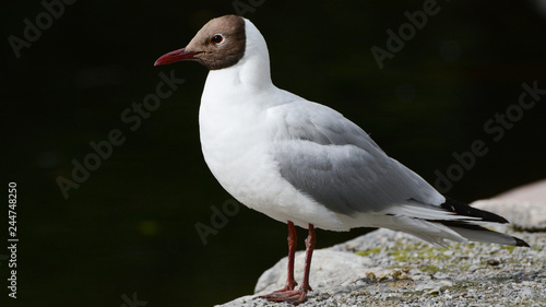 Photography Black-headed Gull standing in sunshine with black background, portrait
