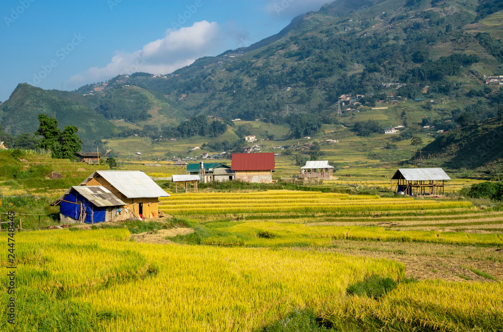 Beautiful of growing golden paddy rice field on terraced with rice terrace on hill in background at Tavan local village on harvest season, Sapa, Laocai, Northwest of Vietnam