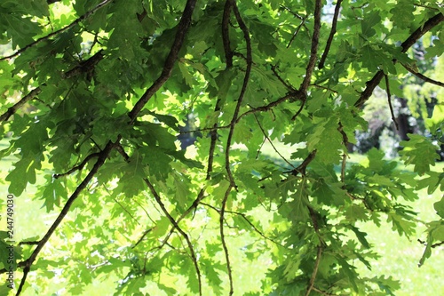 green leaves of tree