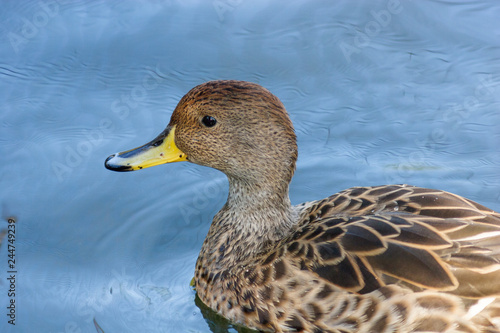 Photography Yellow-billed Pintail (Anas georgica).