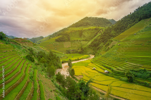 Beautiful Dramatic view of growing golden paddy rice field with stream flows through into Mu cang chai local village on harvest season, Mu cang chai, Yenbai , Northwest of Vietnam