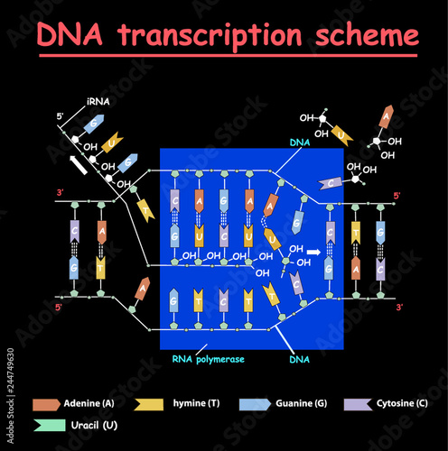 DNA transcription. DNA and RNA structure double helix colore on black background. Nucleotide, Phosphate, Sugar, and bases. education vector info graphic. Adenine, Thymine, Guanine, Cytosine.