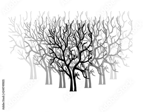 forest with naked trees isolated on white background.	