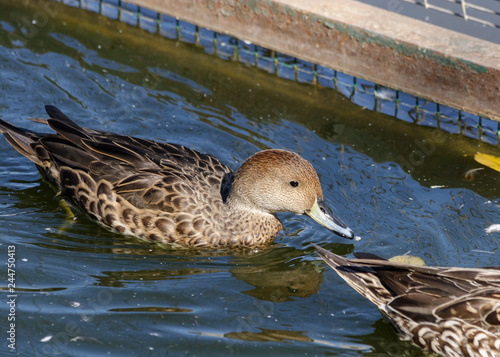 Yellow-billed Pintail (Anas georgica). photo