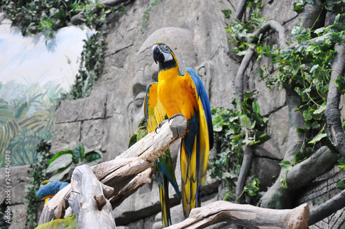colorful parrot on a branch
