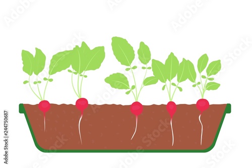 cultivation fresh radishes indoor in the tray open view vector illustration eps