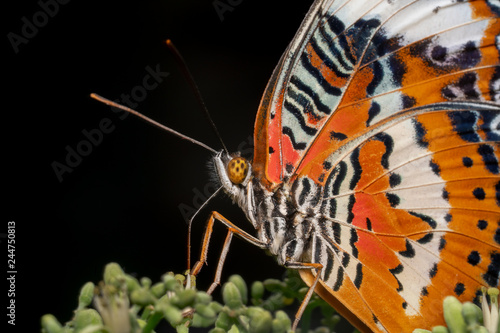 Leopard Lacewing (Cethosia-cyane) Orange white and black beautiful patterns butterfly looks like howling like a wolf. Leopard colourful butterfly © Saurav