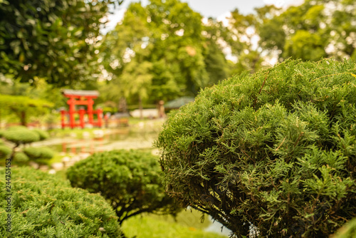 exotic trees in a japanese park in Buenos Aires, Argentina