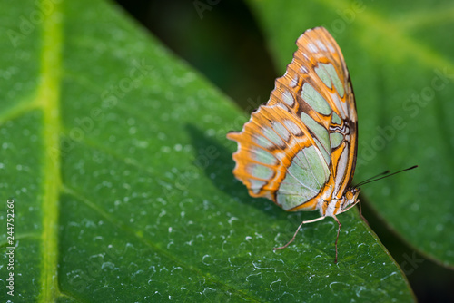 Beautiful tropical butterfly: Malachitfalter, Siproeta stelenes