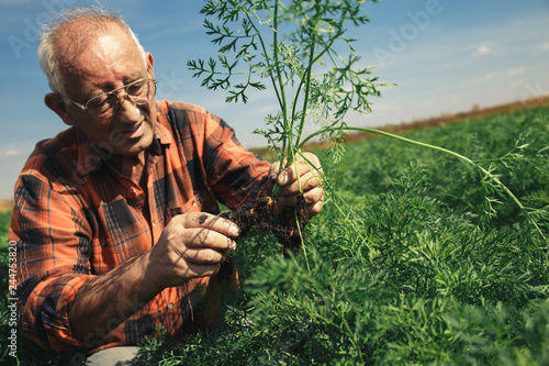 Senior farmer in field examining the carrots in his hands. 