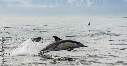 Dolphins jump out at high speed out of the water. South Africa. False Bay. An excellent illustration.