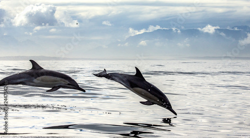 Dolphins jump out at high speed out of the water. South Africa. False Bay. An excellent illustration. © gudkovandrey