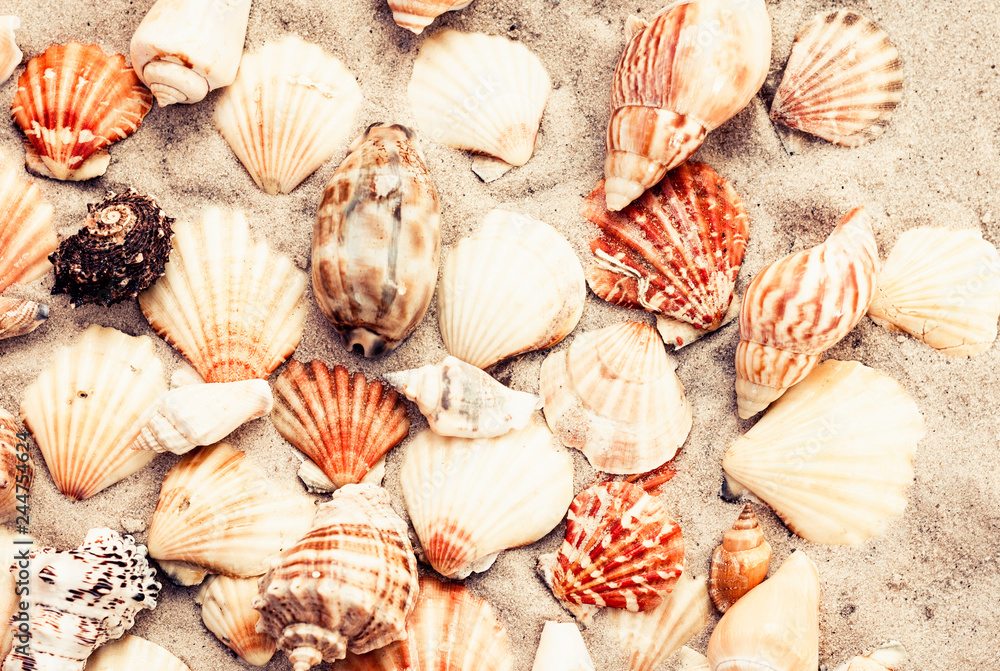Seashells on the sand, summer beach background with copy space for text. Seashells on the sand, summer beach background with copy space for text.