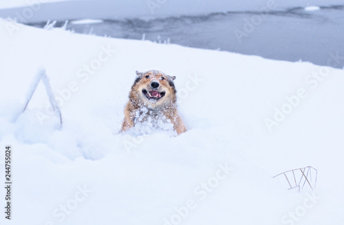 The crazy dog in snow in outdoors. The joyful red pet is peeping out of a snowdrift in rural.