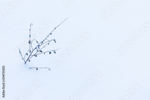 The minimalistic beautiful nature background of old grass or weed under the snow in the cold frost an cloudy day. The shot is made in a high key.