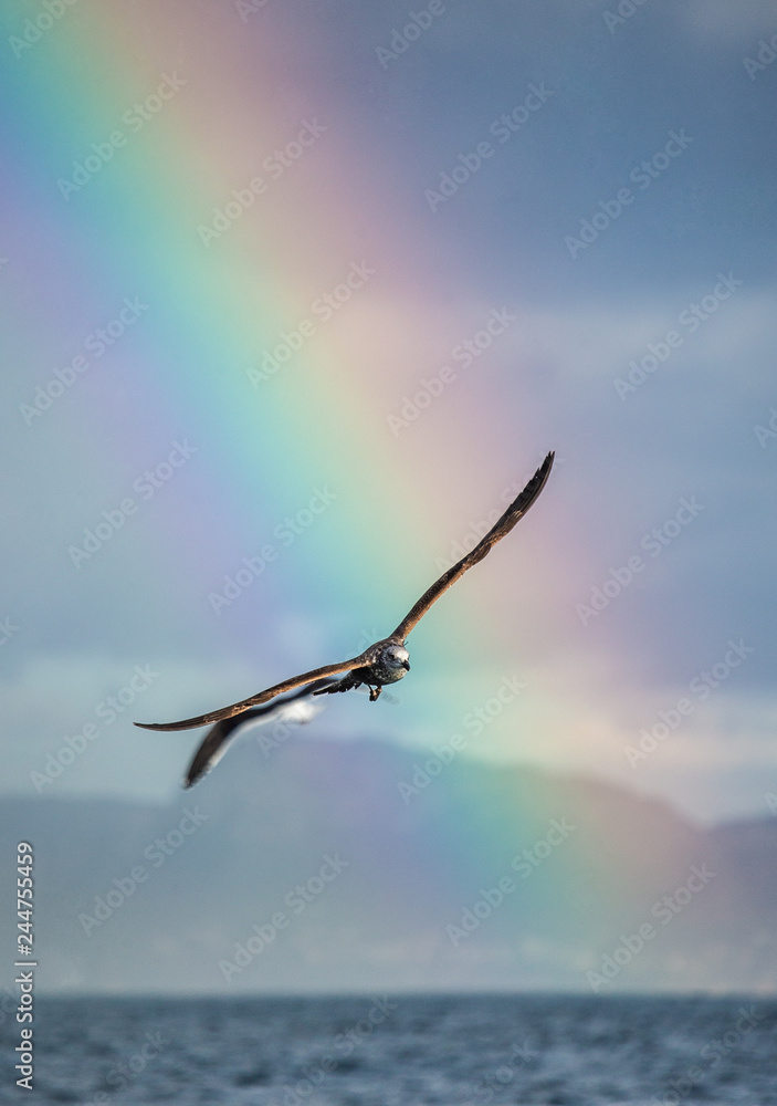Seagull in flight against the blue sky and coastline and against the backdrop of the coastline and a stunning rainbow. A beautiful moment of flight. Cape Town. False Bay. South Africa. Seagull in flight against the blue sky and coastline and against the backdrop of the coastline and a stunning rainbow. A beautiful moment of flight. Cape Town. False Bay. South Africa.