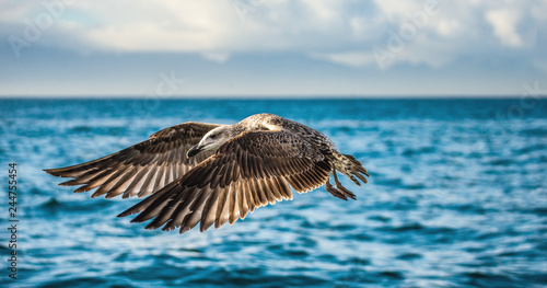 Seagull in flight against the blue sky and coastline.  A beautiful moment of flight.  Cape Town. False Bay. South Africa.  © gudkovandrey