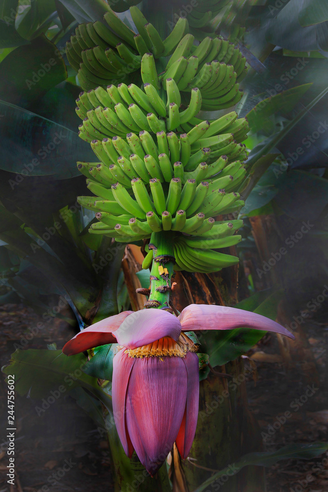 Bananenpflanze mit Früchten und Blüte, (Musa) Stock Photo | Adobe Stock