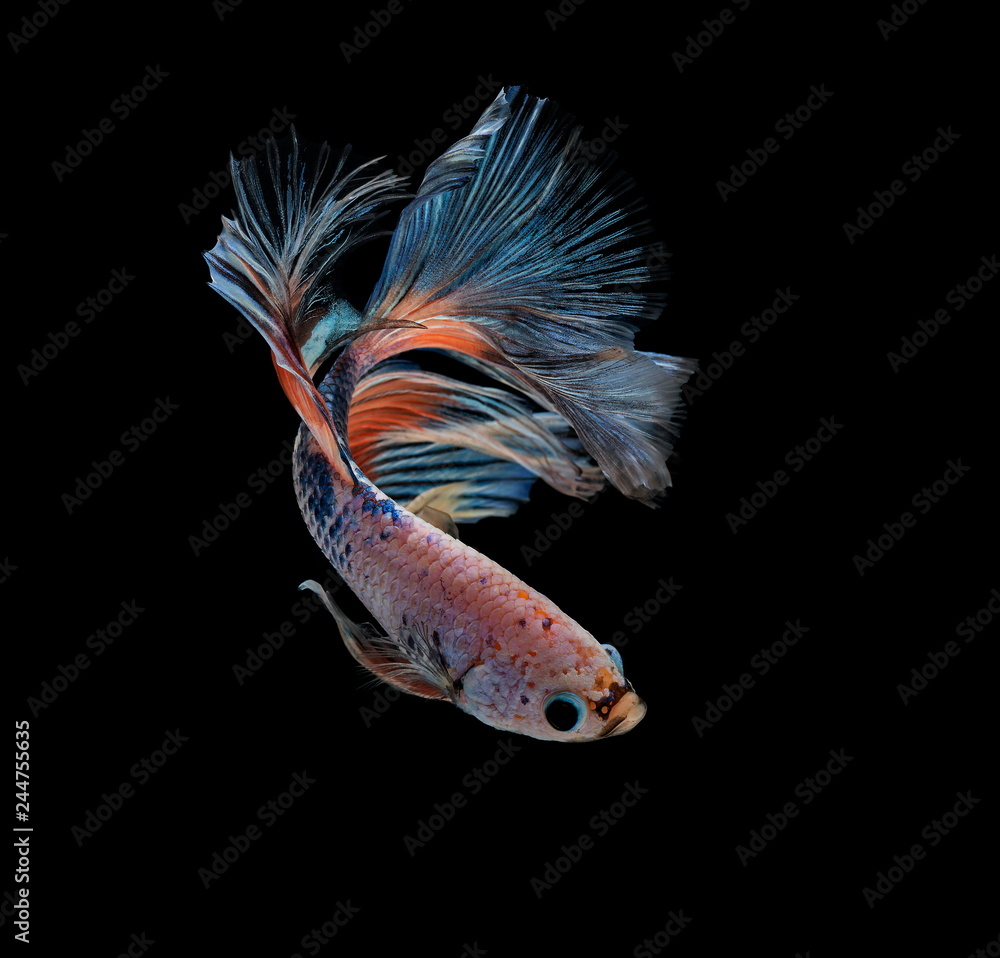 Fototapeta premium Siamese fighting fish colorful fish on a black background, Halfmoon Betta.