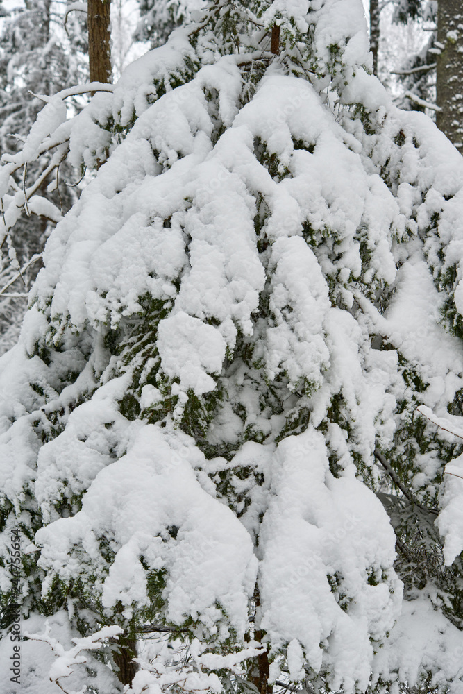 A beautiful winter season scene in Christmas time. A beautiful winter season scene in Christmas time.