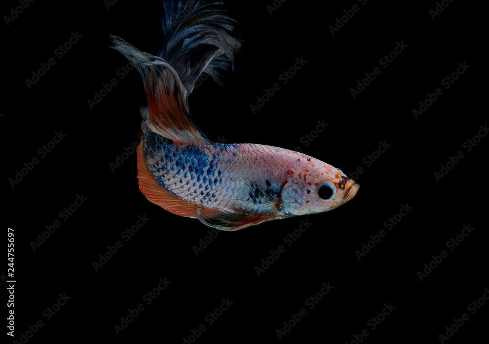 Fototapeta premium Siamese fighting fish colorful fish on a black background, Halfmoon Betta.