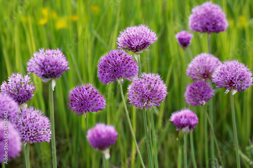 Lauchgewächs (Allium) Blüten
