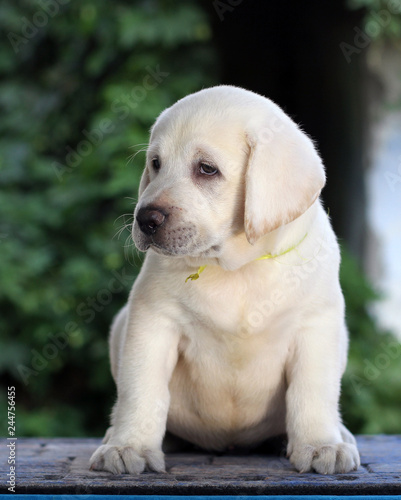 the little sweet labrador puppy on a blue background
