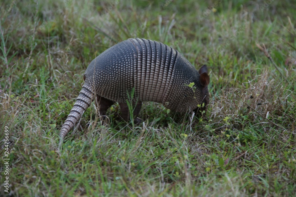 Armadillo Armadillo