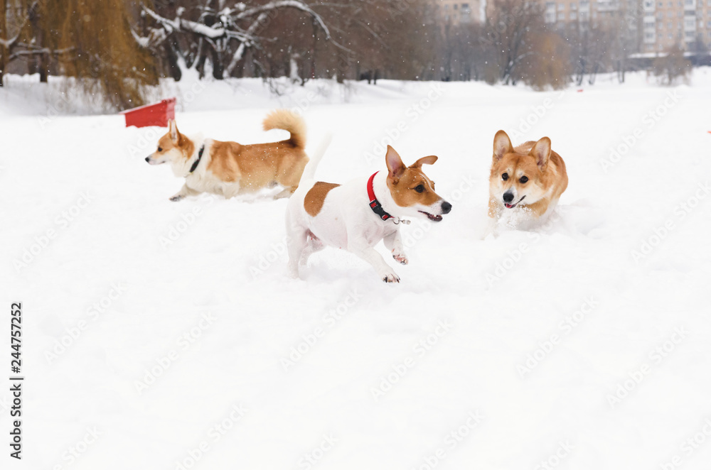 Three dogs playing in canine friendly off leash park Three dogs playing in canine friendly off leash park