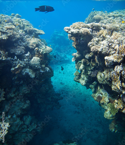 Panorama of coral on the reefs of the red sea. © Sergey Pankin