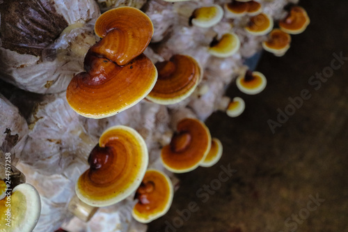 lingzhi mushroom farm