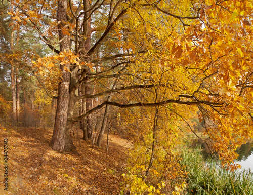 Yellowed leaves on trees in forests and parks.