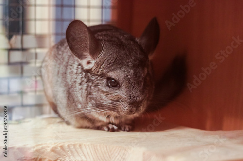 Little fur funny cute little chinchilla sits and misses in a cage. Home chinchilla waiting for the owner. photo