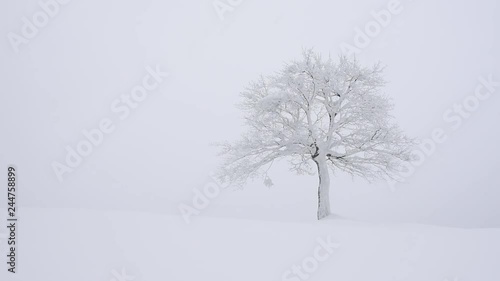 Fantastic landscape with snowy tree in winter mountains. Christmas holiday concept. Carpathians mountain, Ukraine, Europe