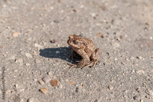 Common toad siting on the ground, European toad in the natural environment