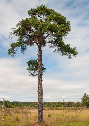 Pine tree standing all alone tall up to the sky