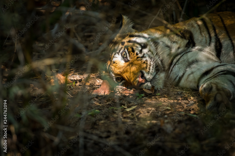 Tigress in nature habitat. Tiger with her cubs at Bandhavgarh Tiger Reserve, India