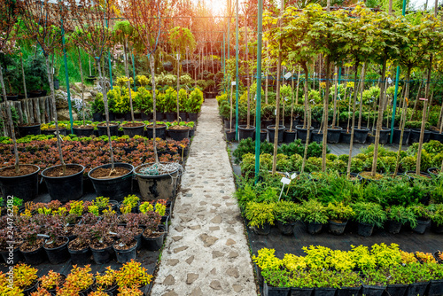 Garden shop. A row of plants for landscape design photo