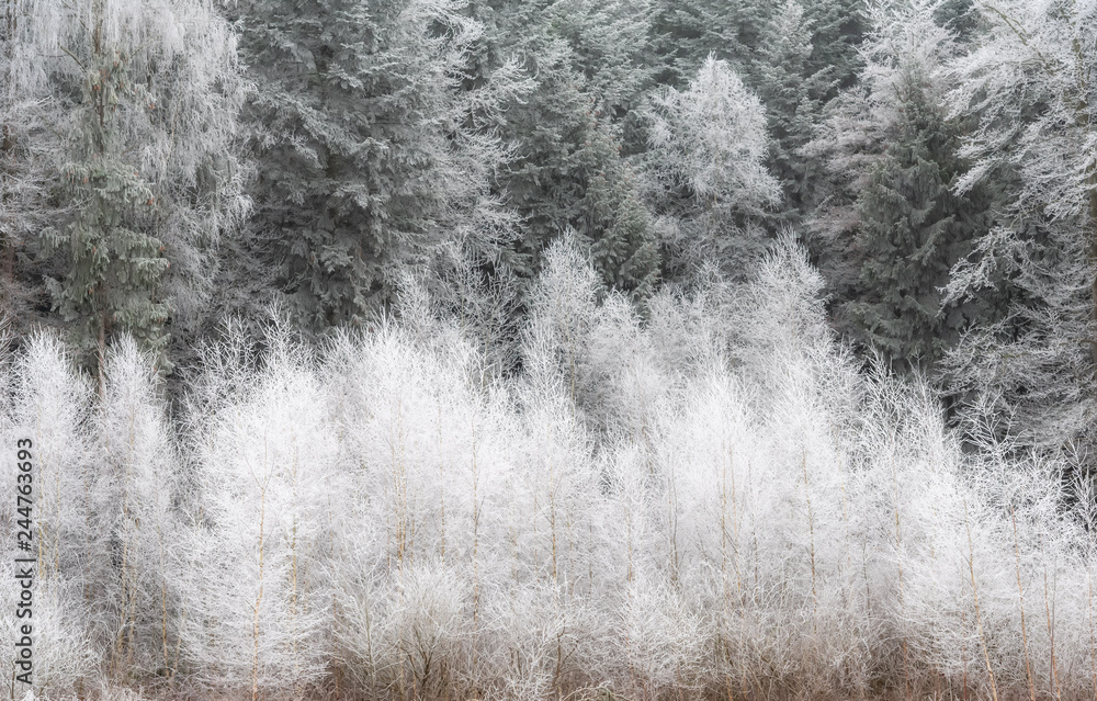 frozen forest