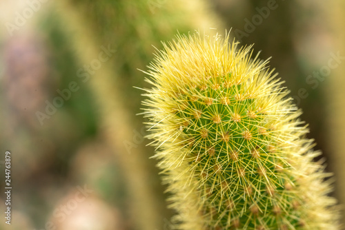 Cactus