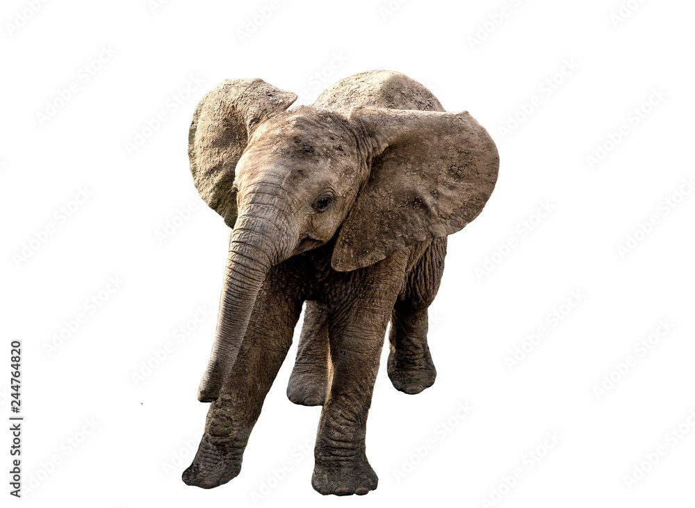 Fototapeta premium Elefant freigestellt
