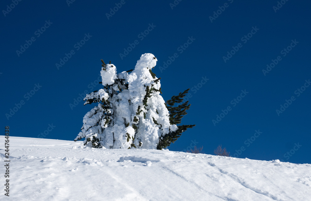 Bäume mit festgefrorenem Schnee